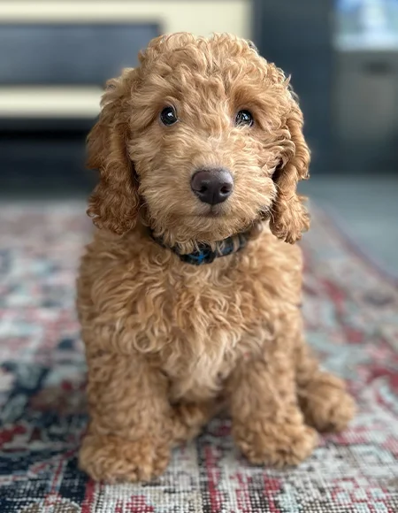 Baxter